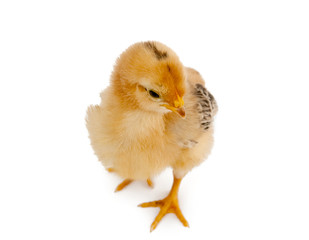 bird. chicken isolated