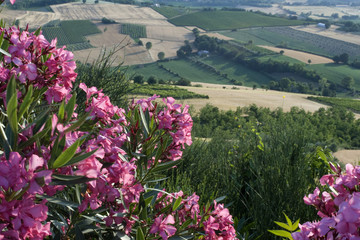 Campagna dell'entroterra riminese - Italy