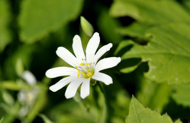 flower