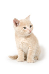Yellow kitten on white