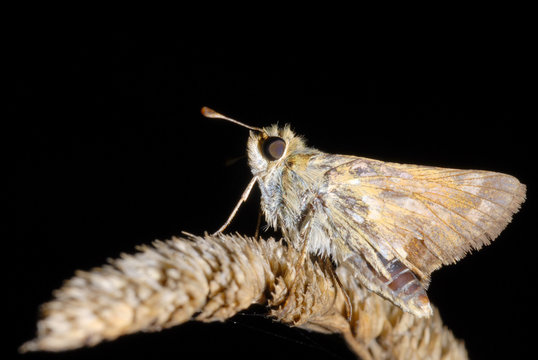 falena di notte