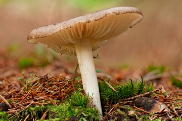 Breitblättrige Rübling Oudemansiella platyphylla