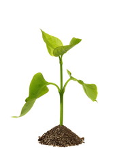 Green sprout on a white background. (isolated)