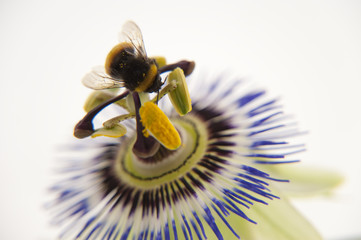 bumblebee