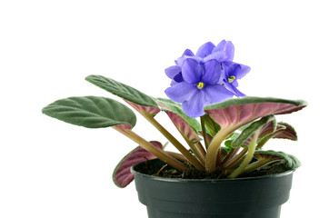 A violet in a pot isolated