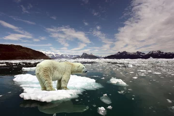 Vlies Fototapete Antarktis Eisbär und globale Erwärmung