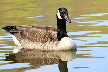 Obraz premium Canadian Goose