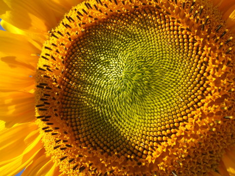 tournesol