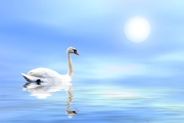 swan