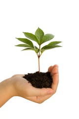 Plant in Hand