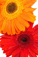 Beautiful two gerber