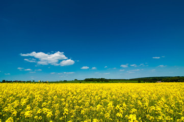 Obraz premium Summer Landscape