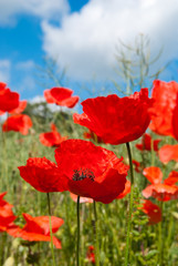 Summer Poppies