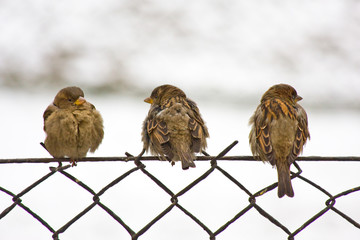 Three sparrow