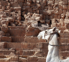 Camel in front of pyramid