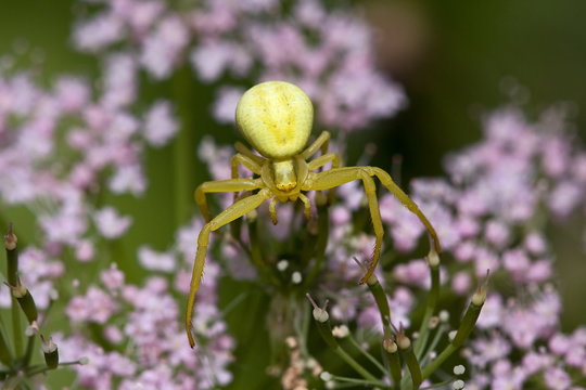 Crab Spider