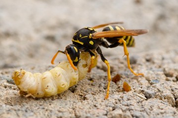 Yellow and black wasp feeding on a small worm
