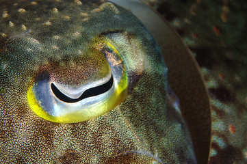 Fish Eye