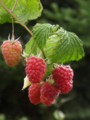 himbeeren
