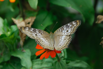 Anartia jatrophae linnaeus