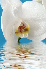 Orchidee im Wasser