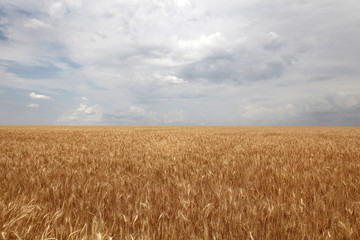 field and clouds over it