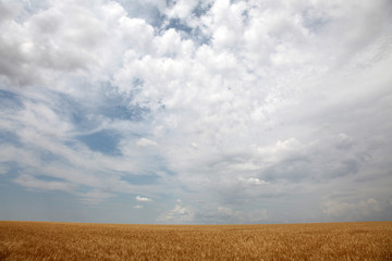 Fototapeta premium field and clouds over it