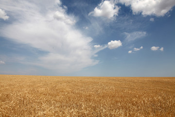 wheat field