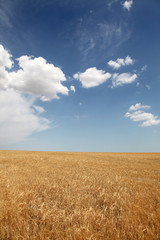 wheat field