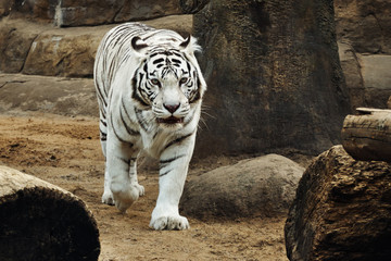 White Tiger