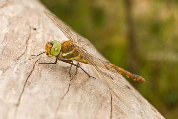 Dragonfly