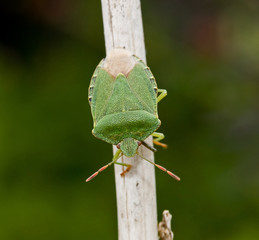 Green Shield Bug