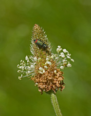 Beetle on Flower