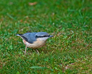 Nuthatch on ground