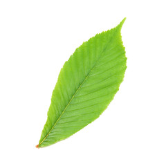 Green chestnut leaf