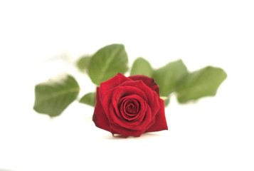 Rose (Makro)
