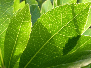 Fototapeta premium gros plan sur feuille d'arbre