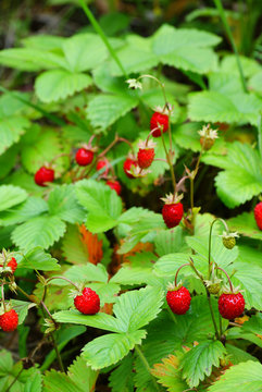 wild strawberry