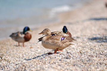 Duck