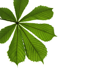 Fototapeta na wymiar leaf of chestnut isolated
