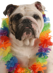 english bulldog dressed up wearing hawaiian lei..