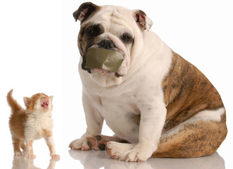 dog and cat fight - bulldog sitting beside complaining kitten