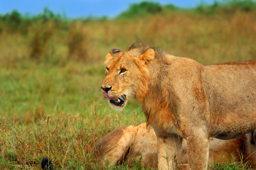 Young wild african lion