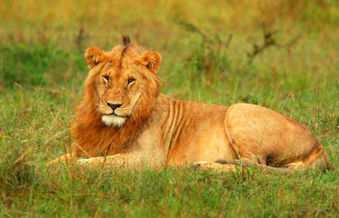Portrait of young wild african lion