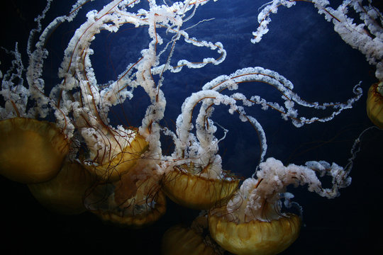 meduses