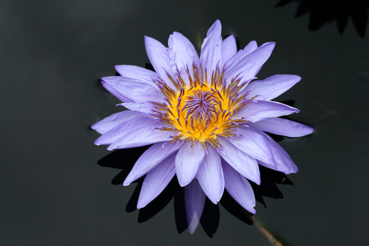Fototapeta Water lily