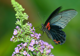 butterfly fox get the flowers.
