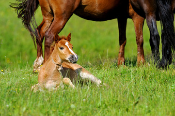 Horse