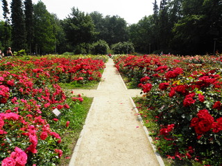 Róża  6 © Tomasz Sergej