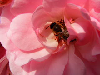 Róża  7 © Tomasz Sergej